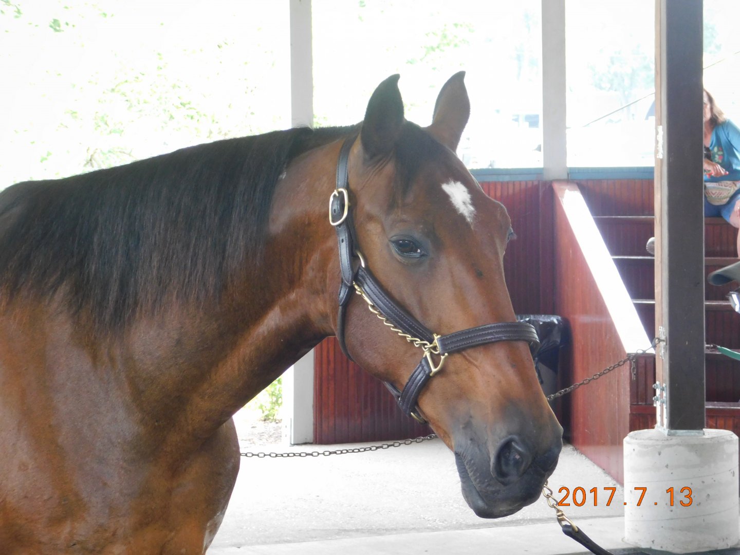 Won the West Racehorse