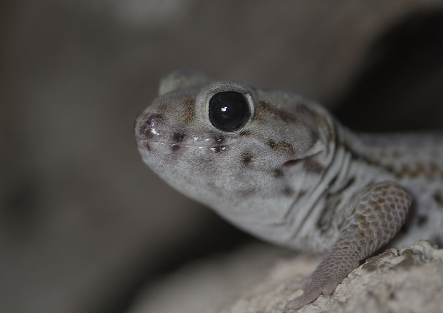 Wonder gecko