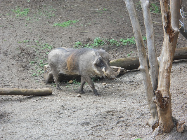 Wonder Warthog