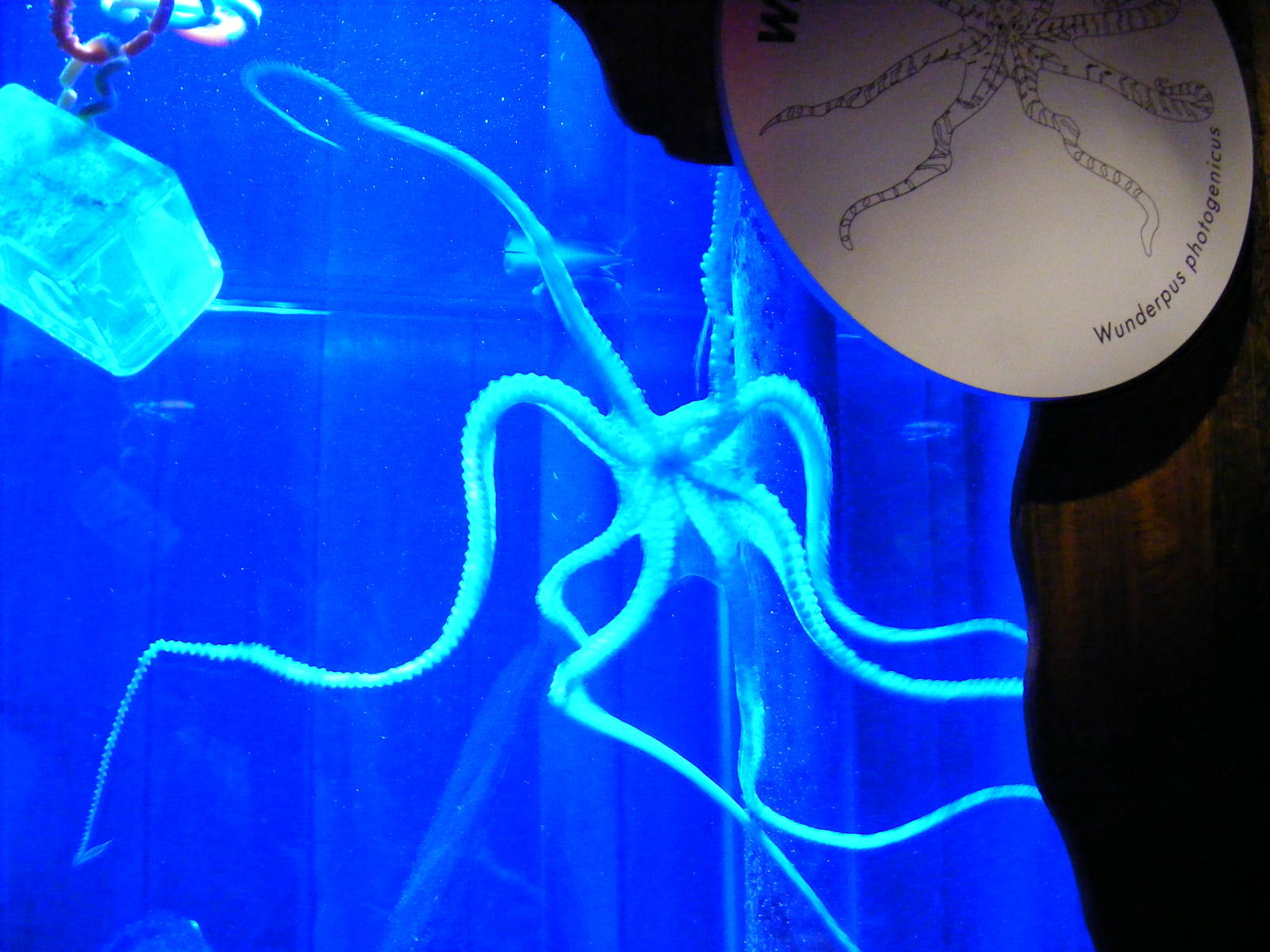 Wonderpus at Living Coasts, 28 December 2010