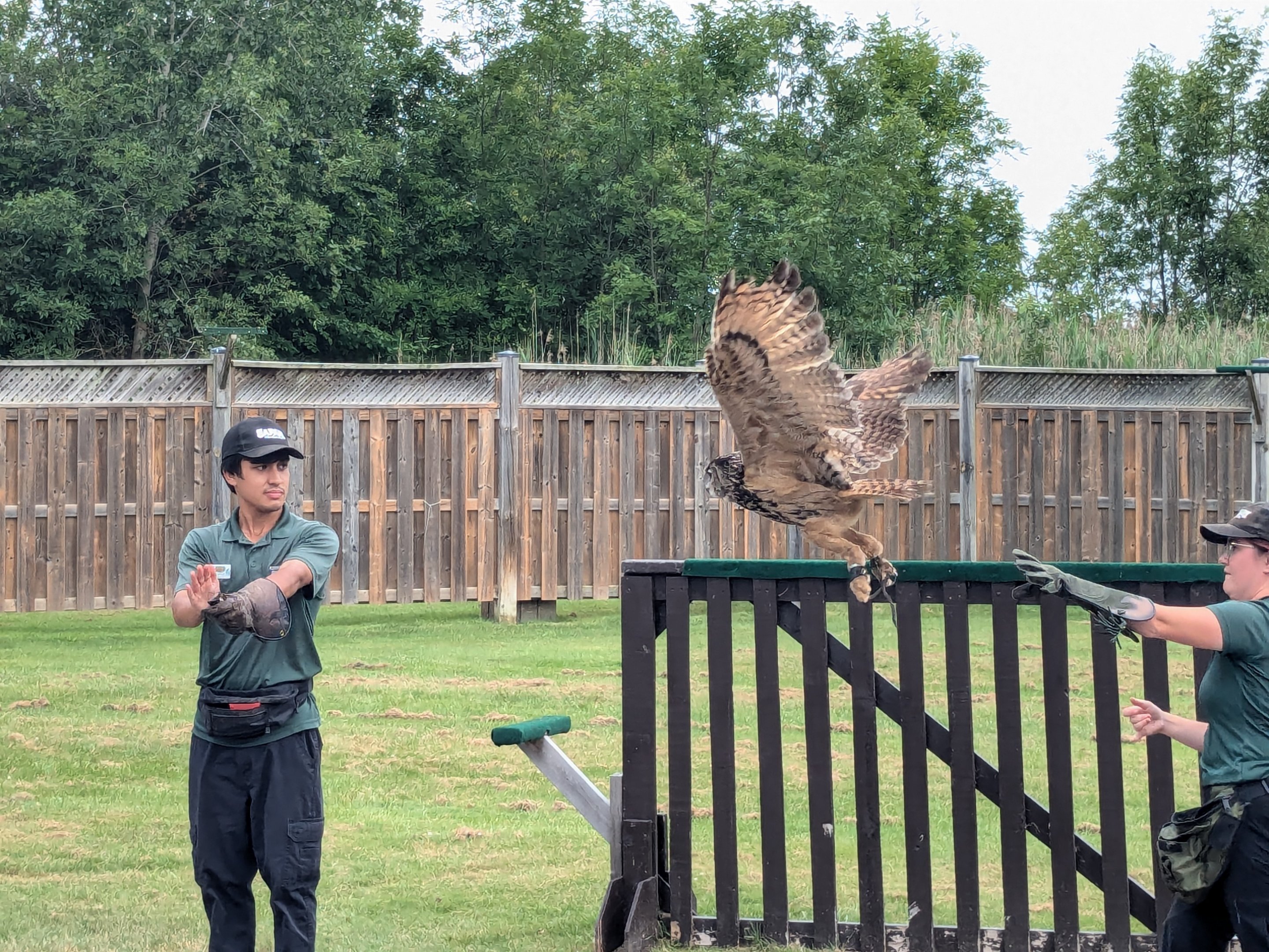Wonders of Flight Birds of Prey Show