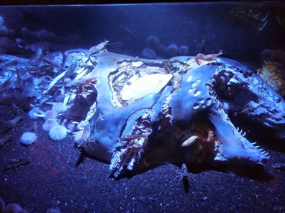 "Wonders of the Deep" Whalefall Tank (2015)