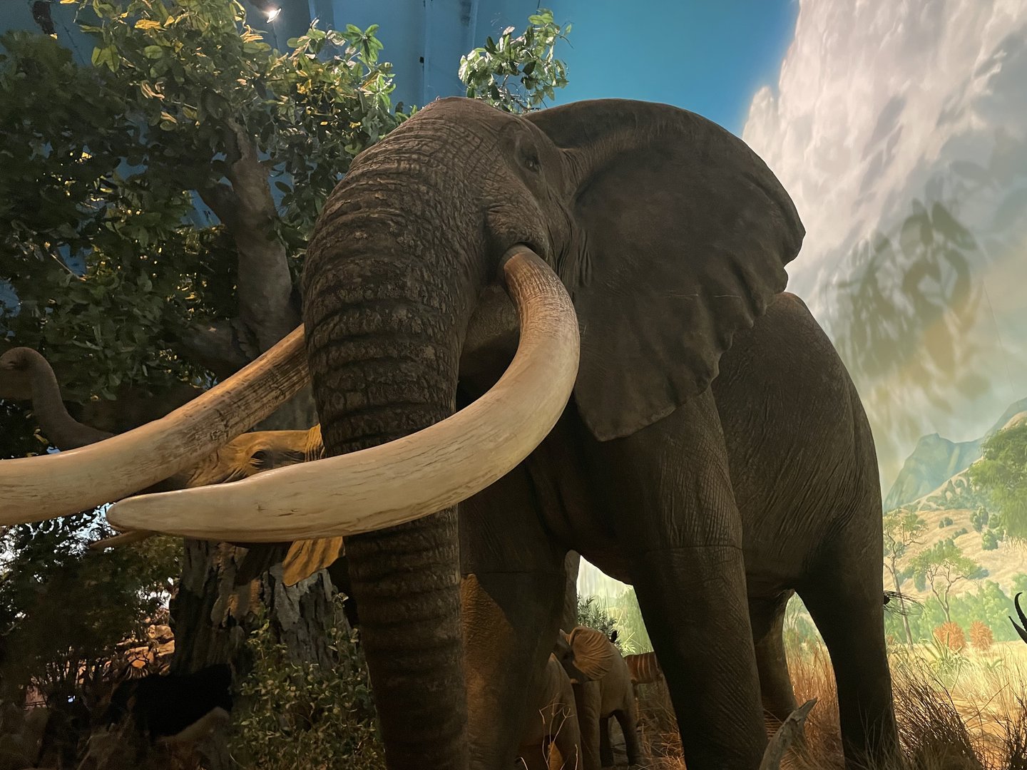 Wonders of Wildlife--- Elephant Model