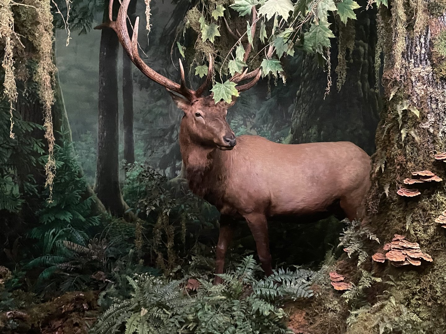 Wonders of Wildlife---Elk Taxidermy
