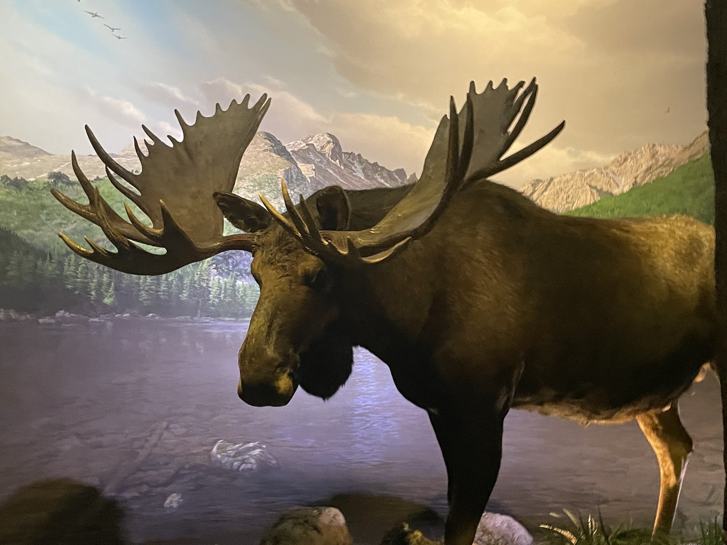 Wonders of Wildlife--- Moose Taxidermy