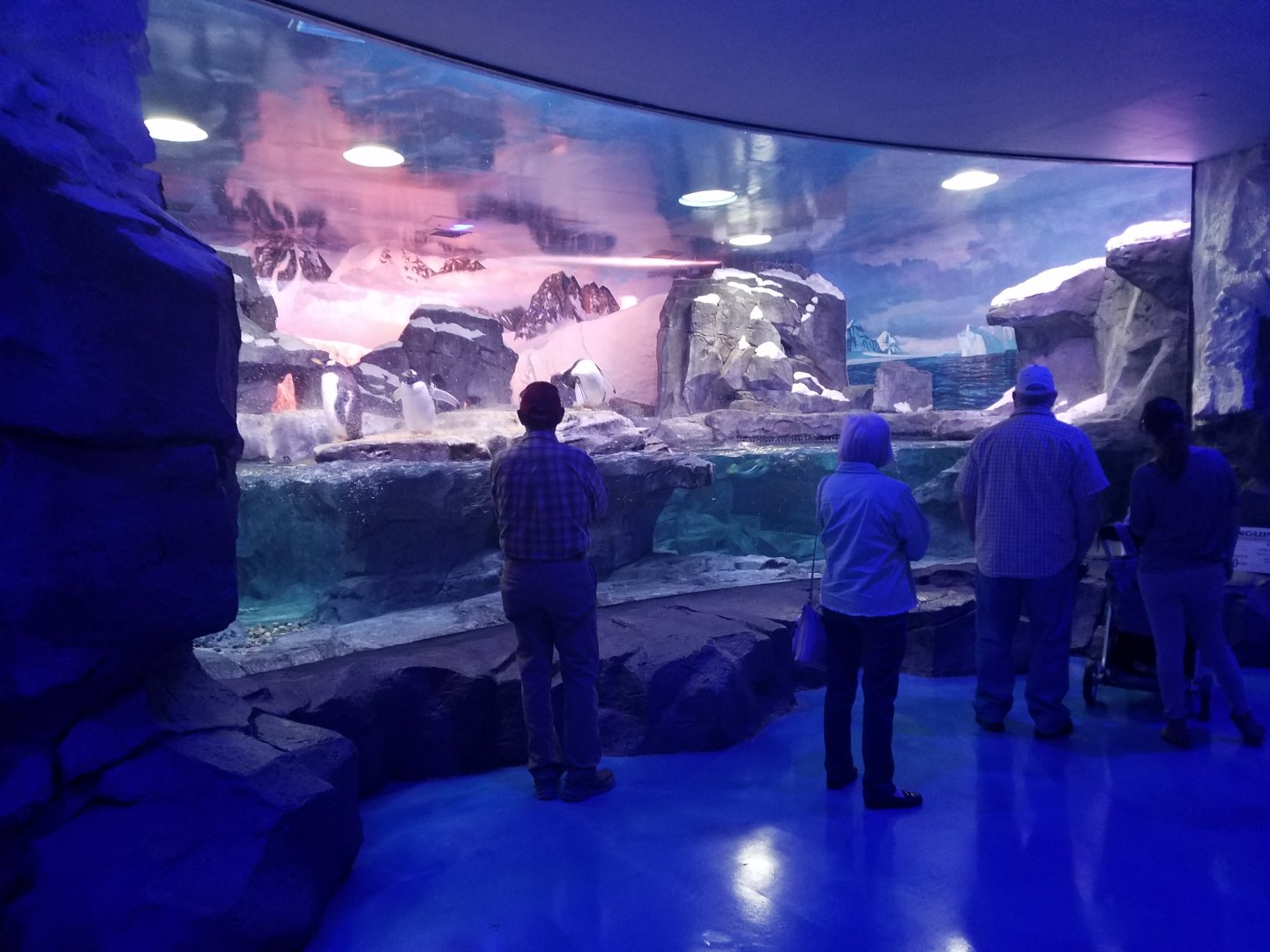 Wonders of Wildlife Museum and Aquarium