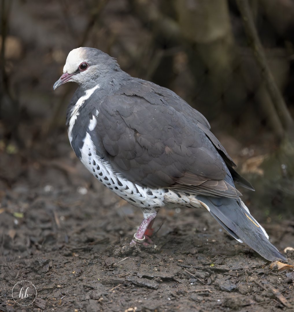 Wong Pigeon / Hamerton / 3-5-24