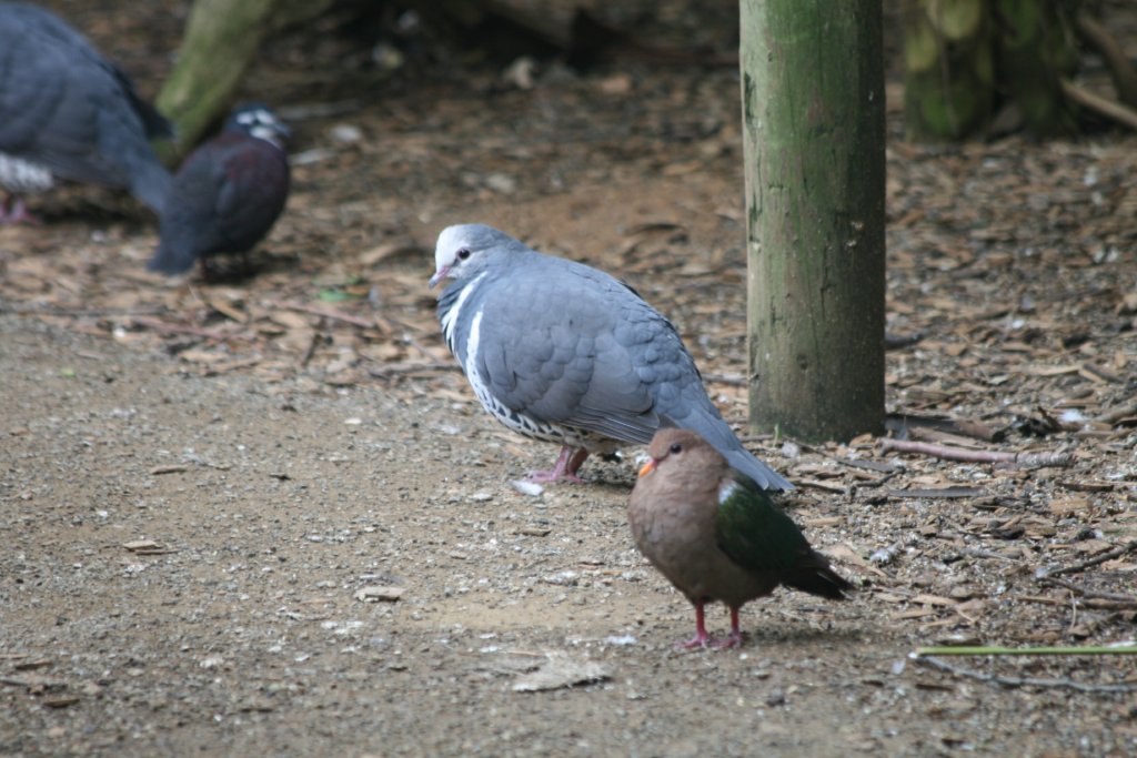 Wonga and Emerald Dove