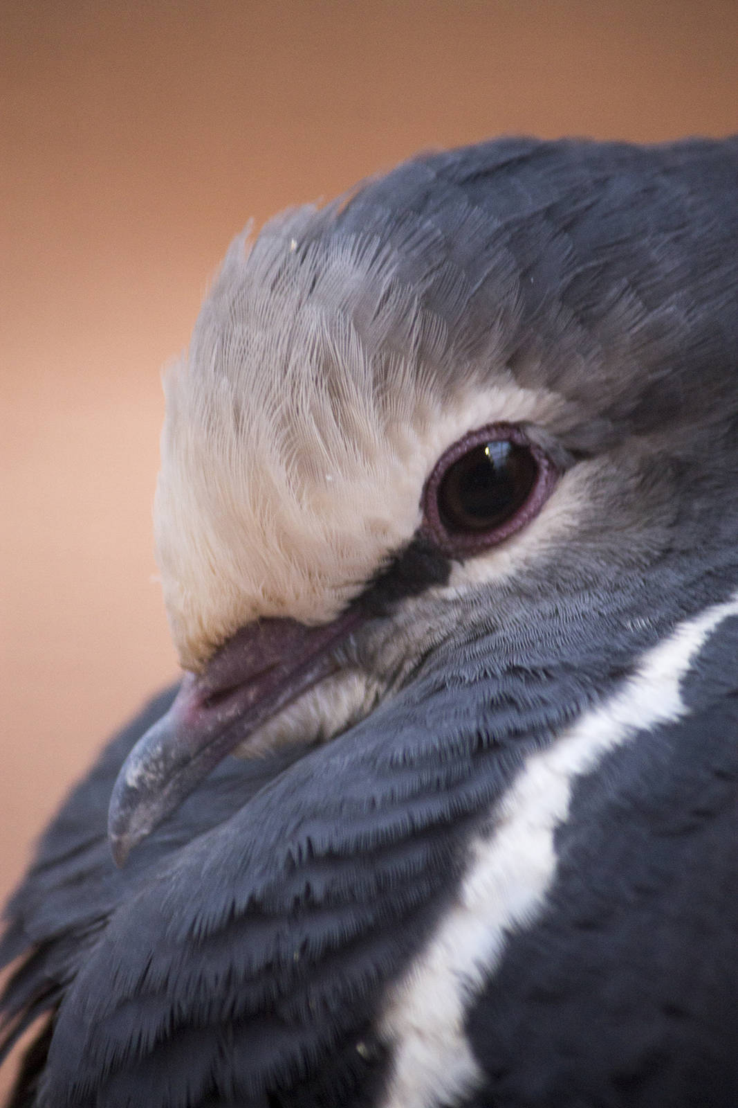 Wonga pigeon, 12/28/14