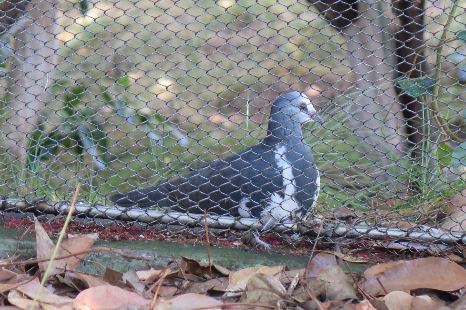 Wonga Pigeon (8/25/24)