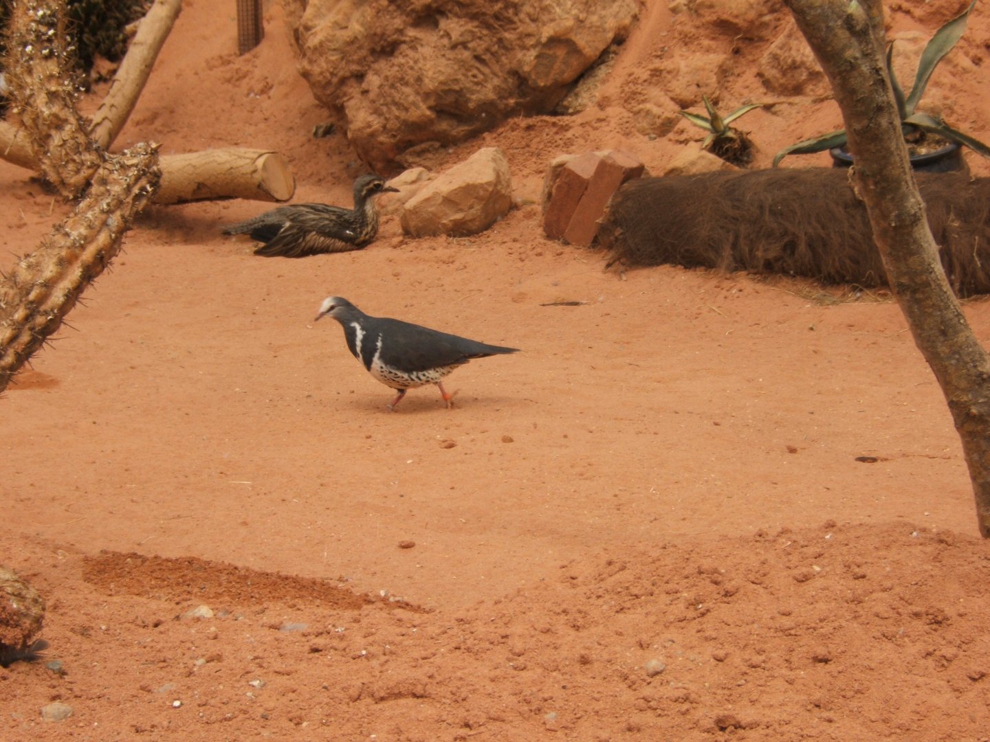 Wonga Pigeon and Bush-thick Knee 30/07/2017