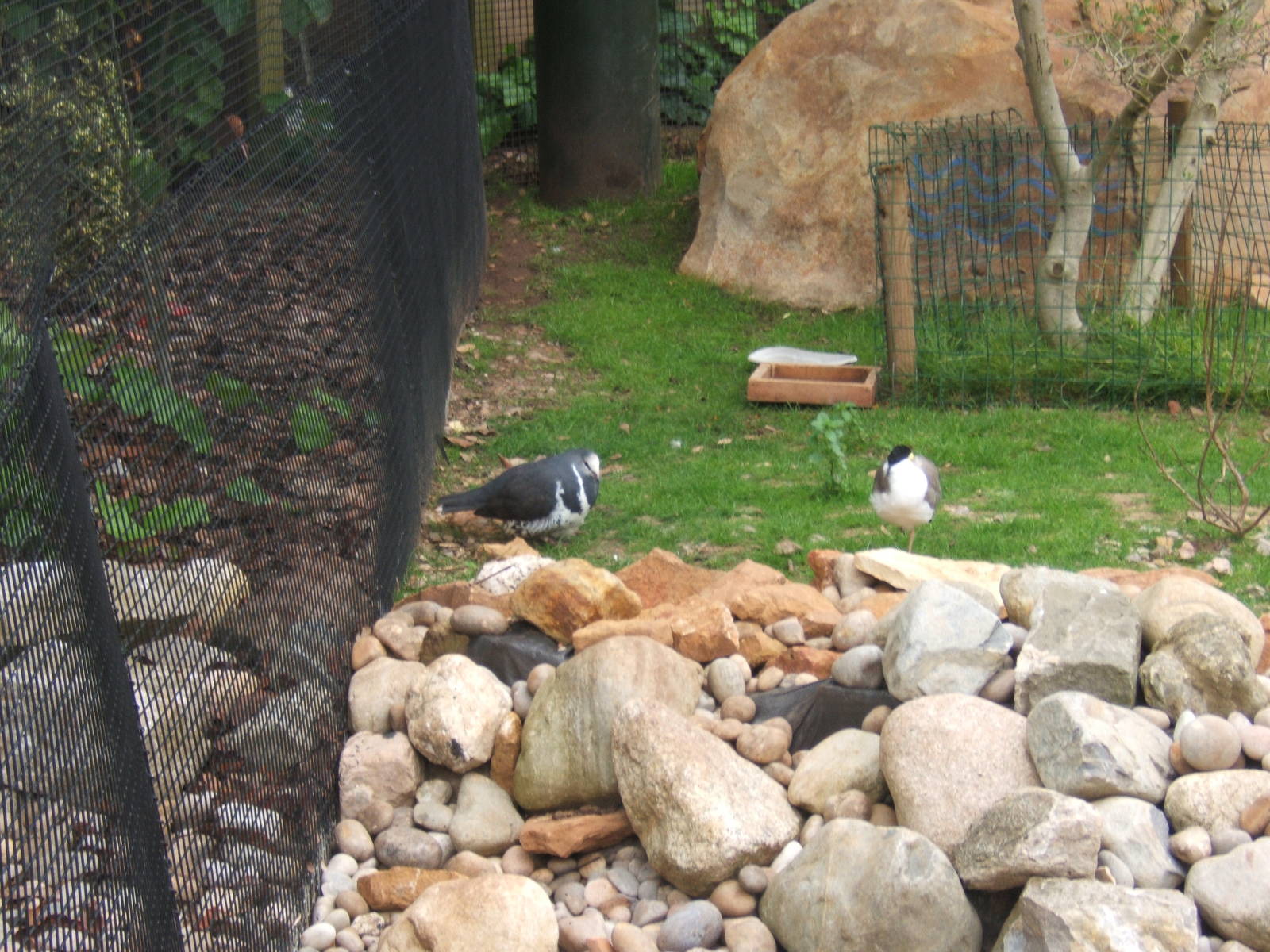 Wonga Pigeon and Masked Plover