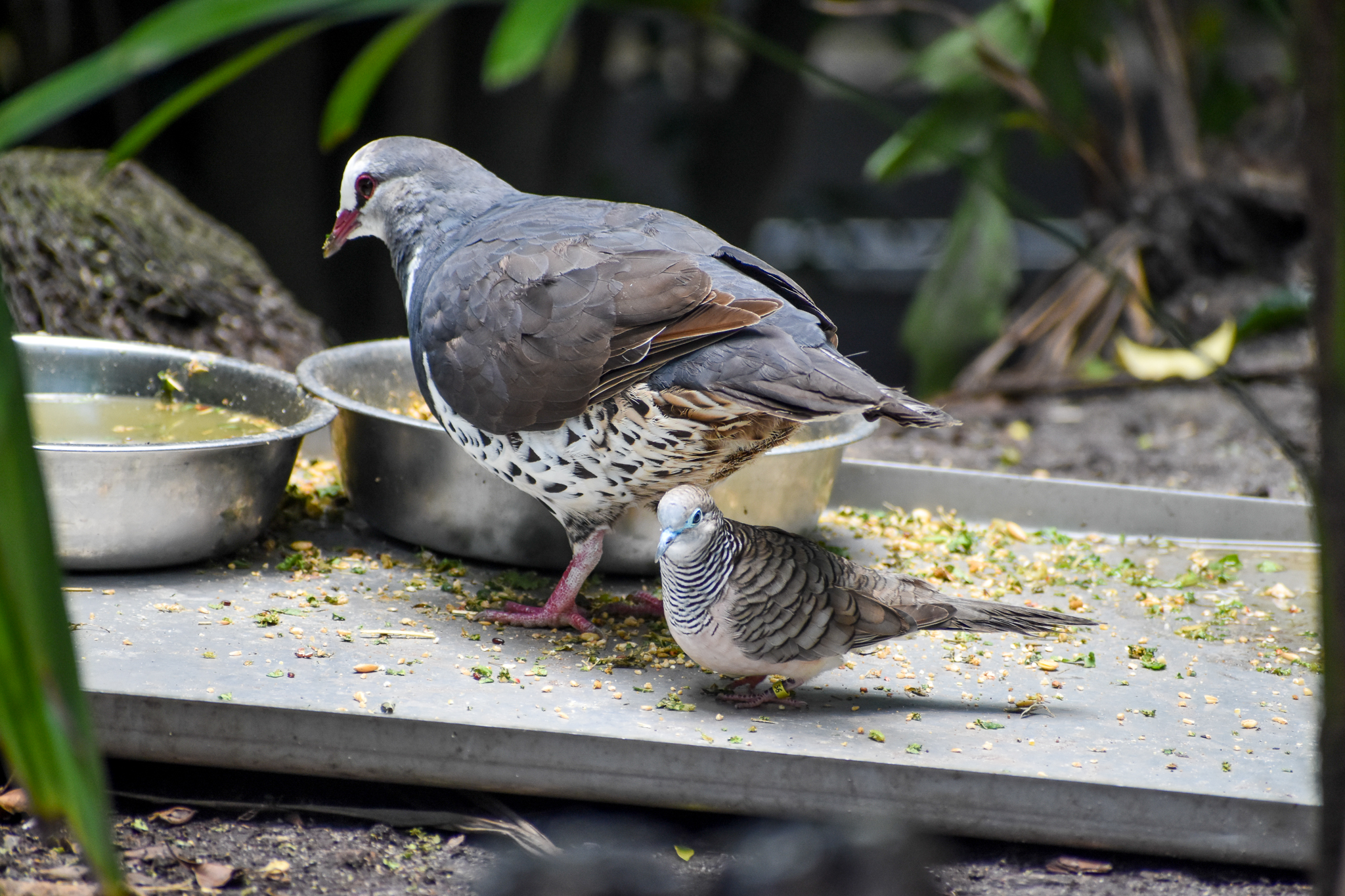 Wonga Pigeon and Peaceful Dove