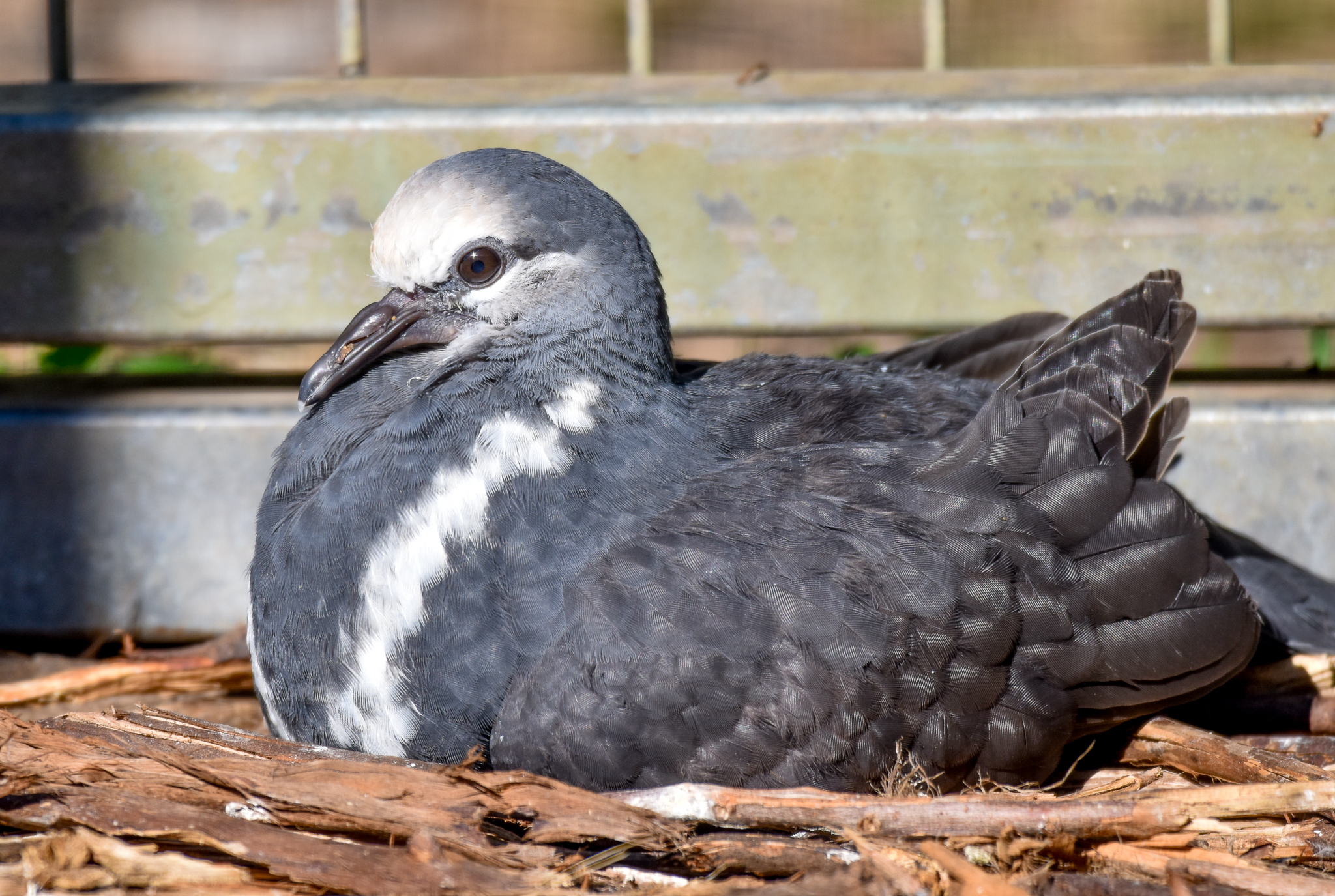 Wonga Pigeon Chick