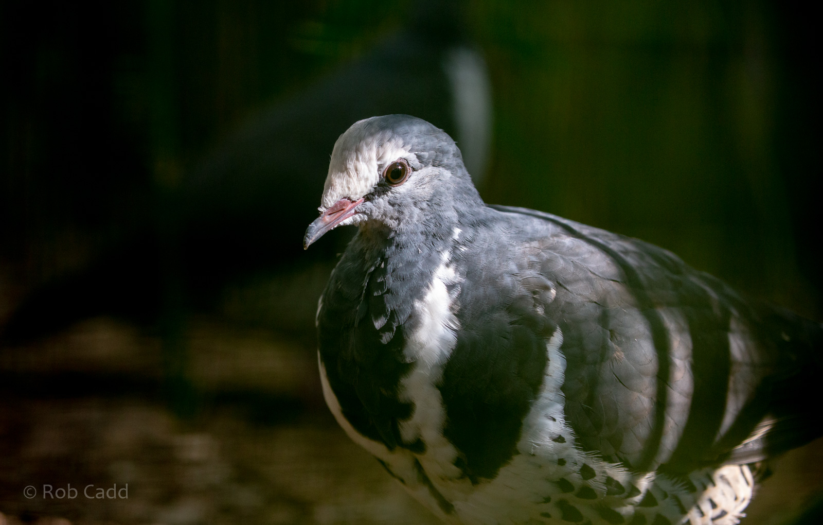 Wonga pigeon : Exmoor Zoo : 16 Sep 2020