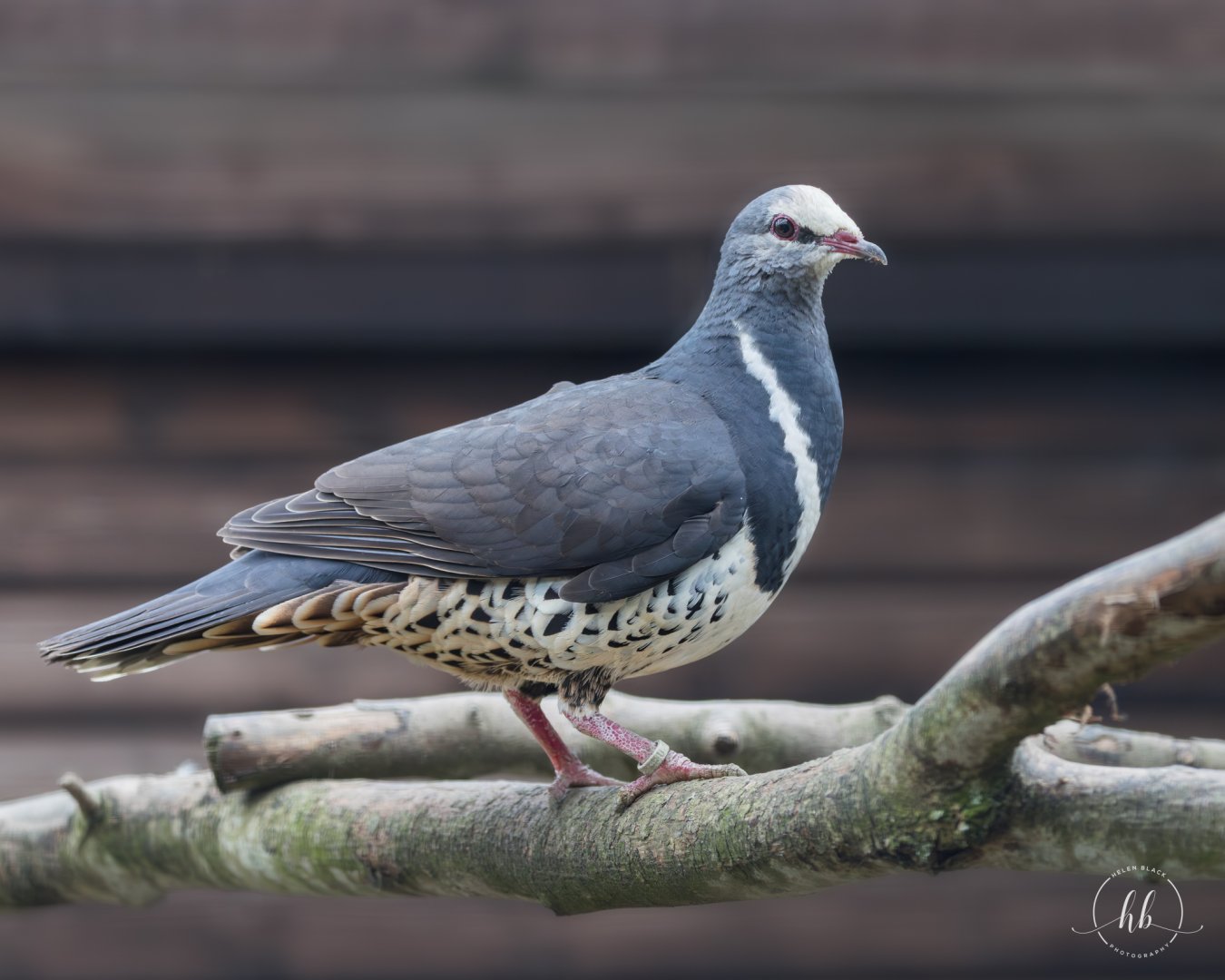 Wonga Pigeon / Hamerton / 24-4-25