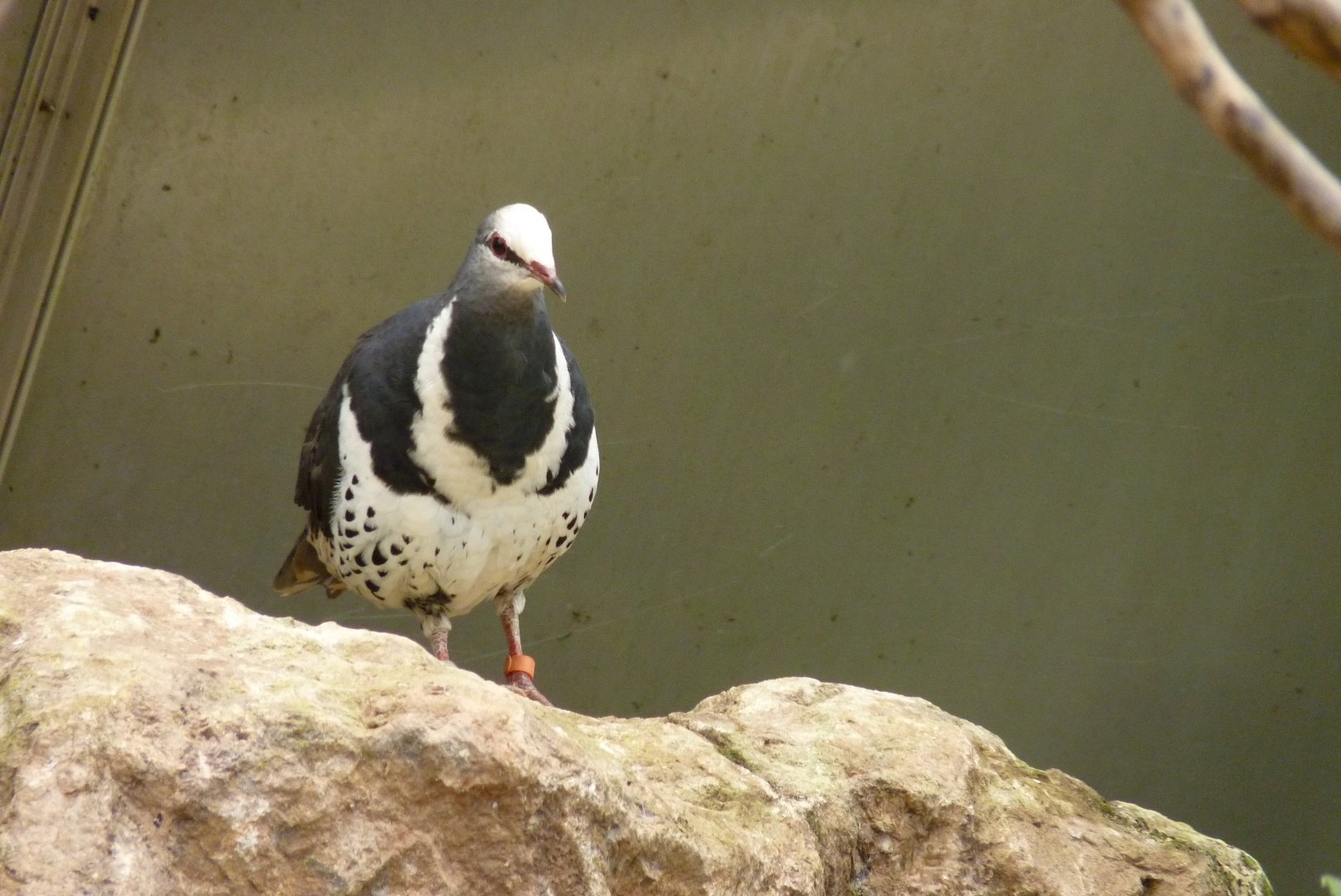 Wonga Pigeon, June 2017