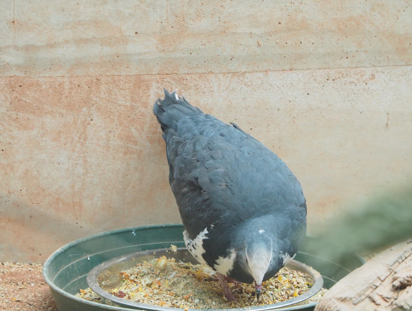 Wonga pigeon (Leucosarcia melanoleuca), 2022-03-16