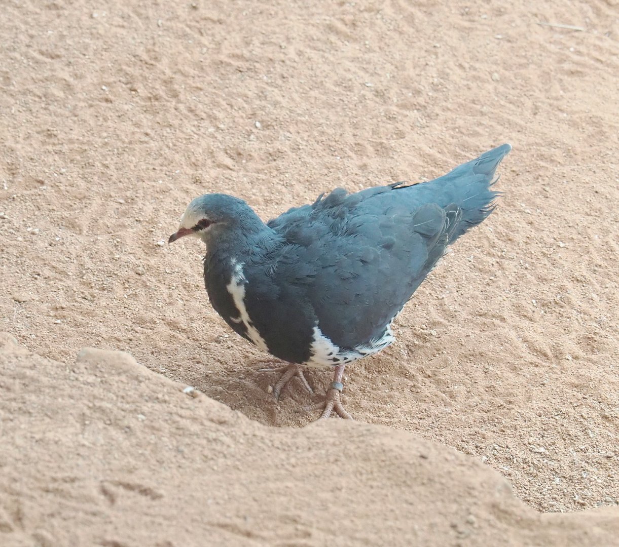 Wonga pigeon (Leucosarcia melanoleuca), 2022-03-16