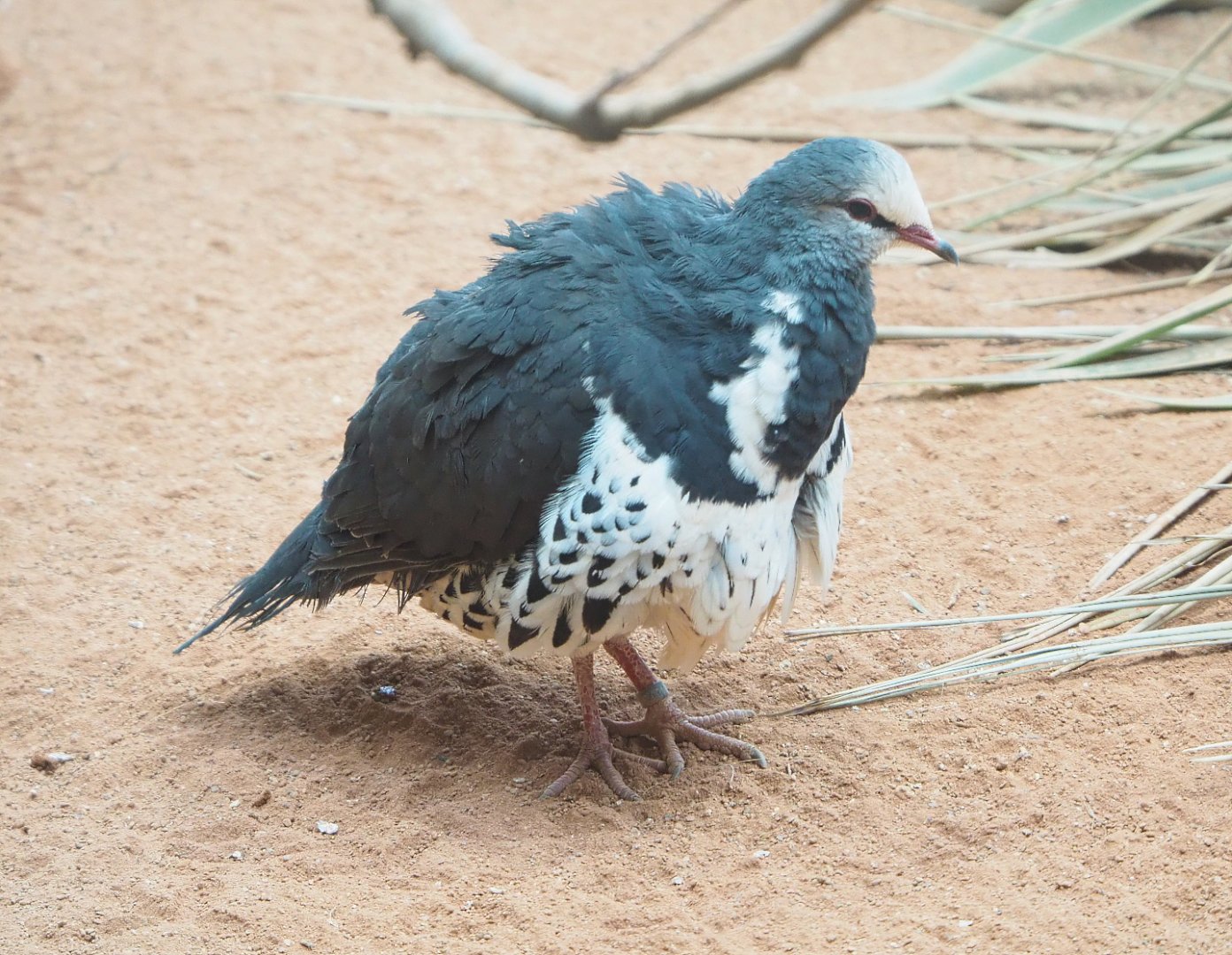 Wonga pigeon (Leucosarcia melanoleuca), 2022-03-16