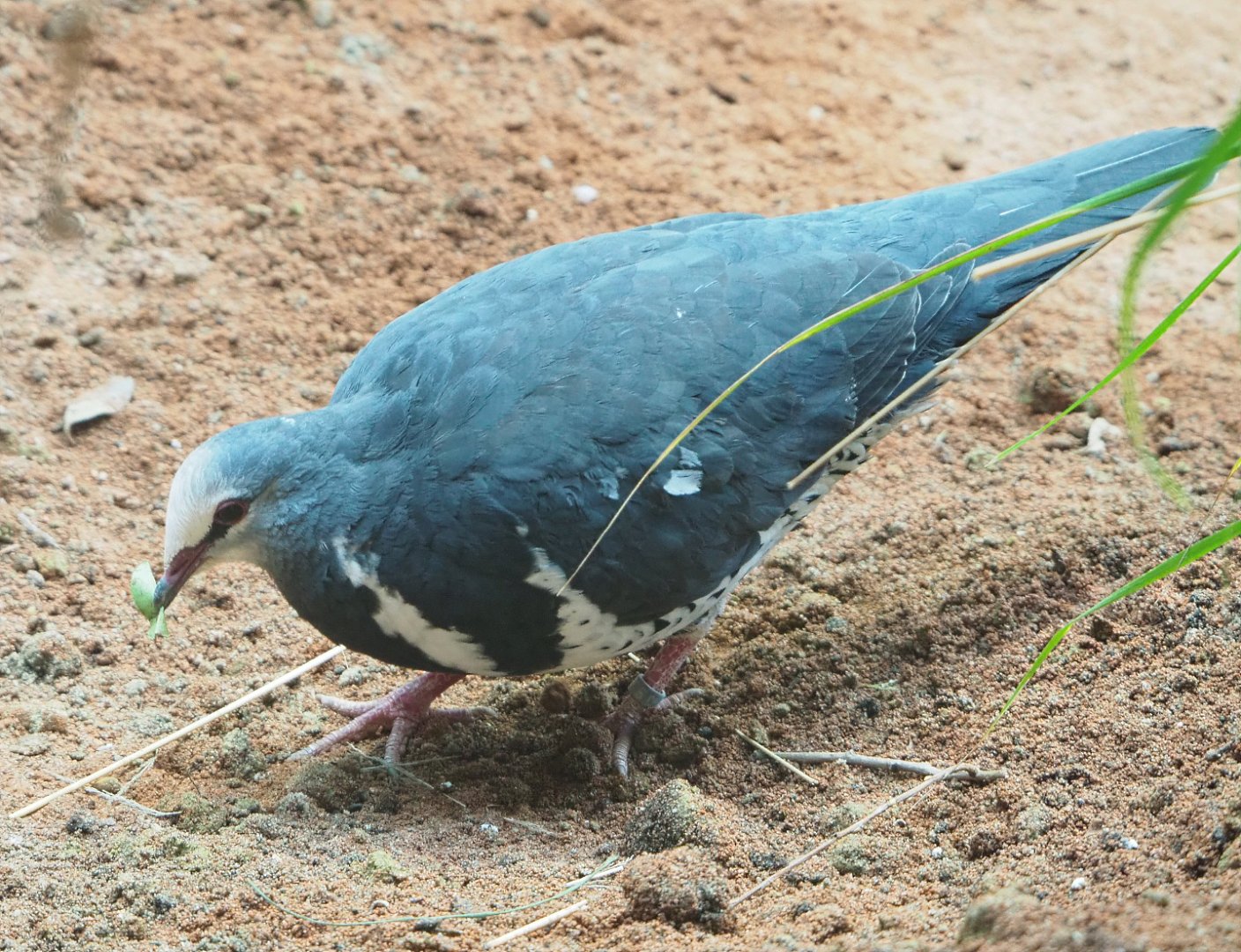 Wonga pigeon (Leucosarcia melanoleuca), 2022-05-26