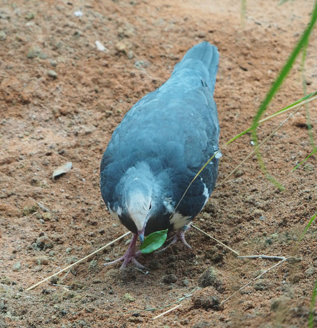 Wonga pigeon (Leucosarcia melanoleuca), 2022-05-26