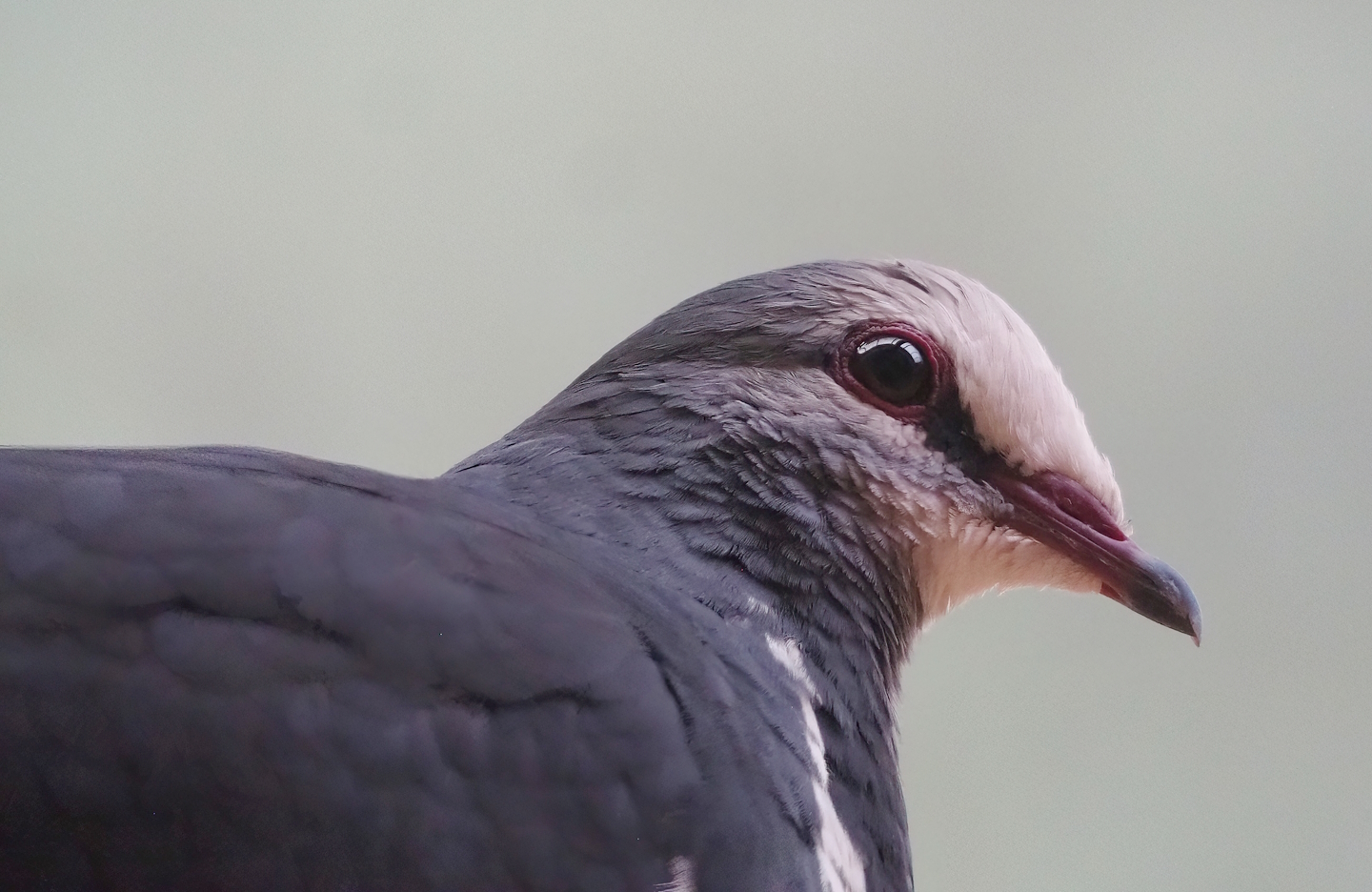 Wonga pigeon (Leucosarcia melanoleuca), 2023-07-02