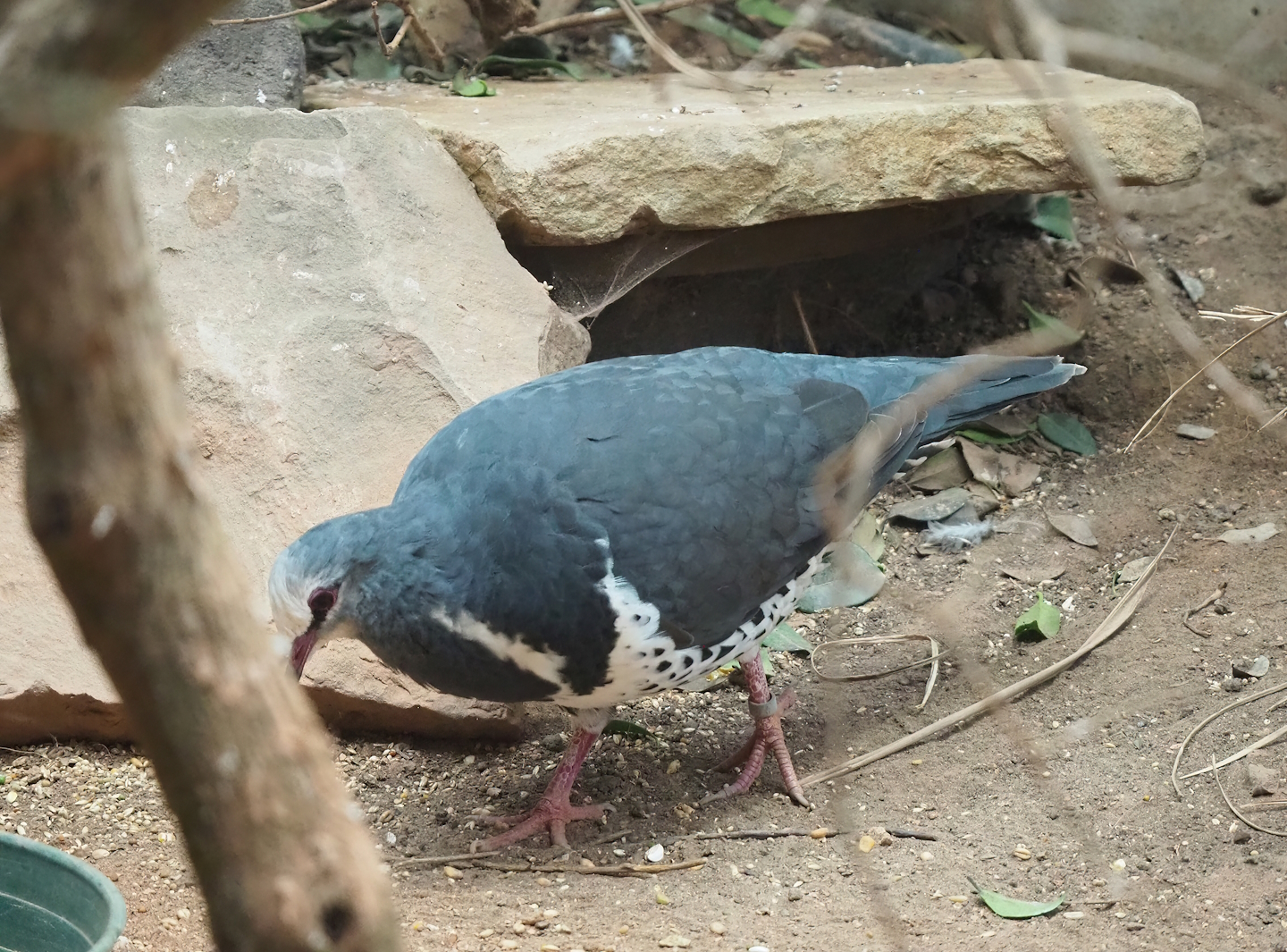 Wonga pigeon (Leucosarcia melanoleuca), 2023-07-22