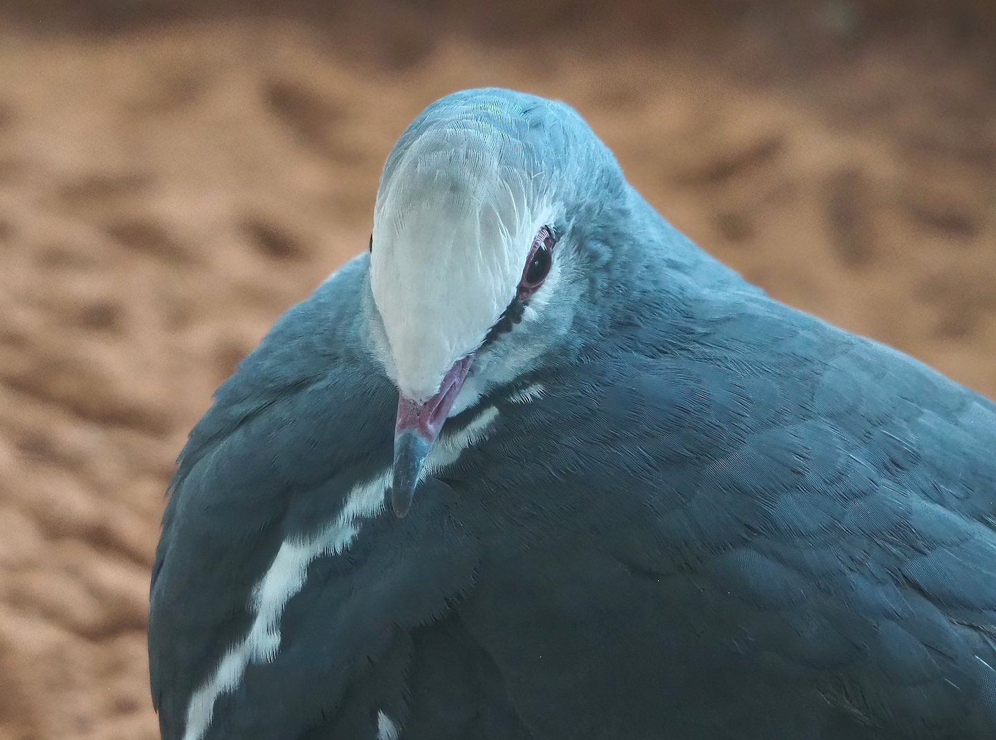 Wonga pigeon (Leucosarcia melanoleuca), 2024-02-17
