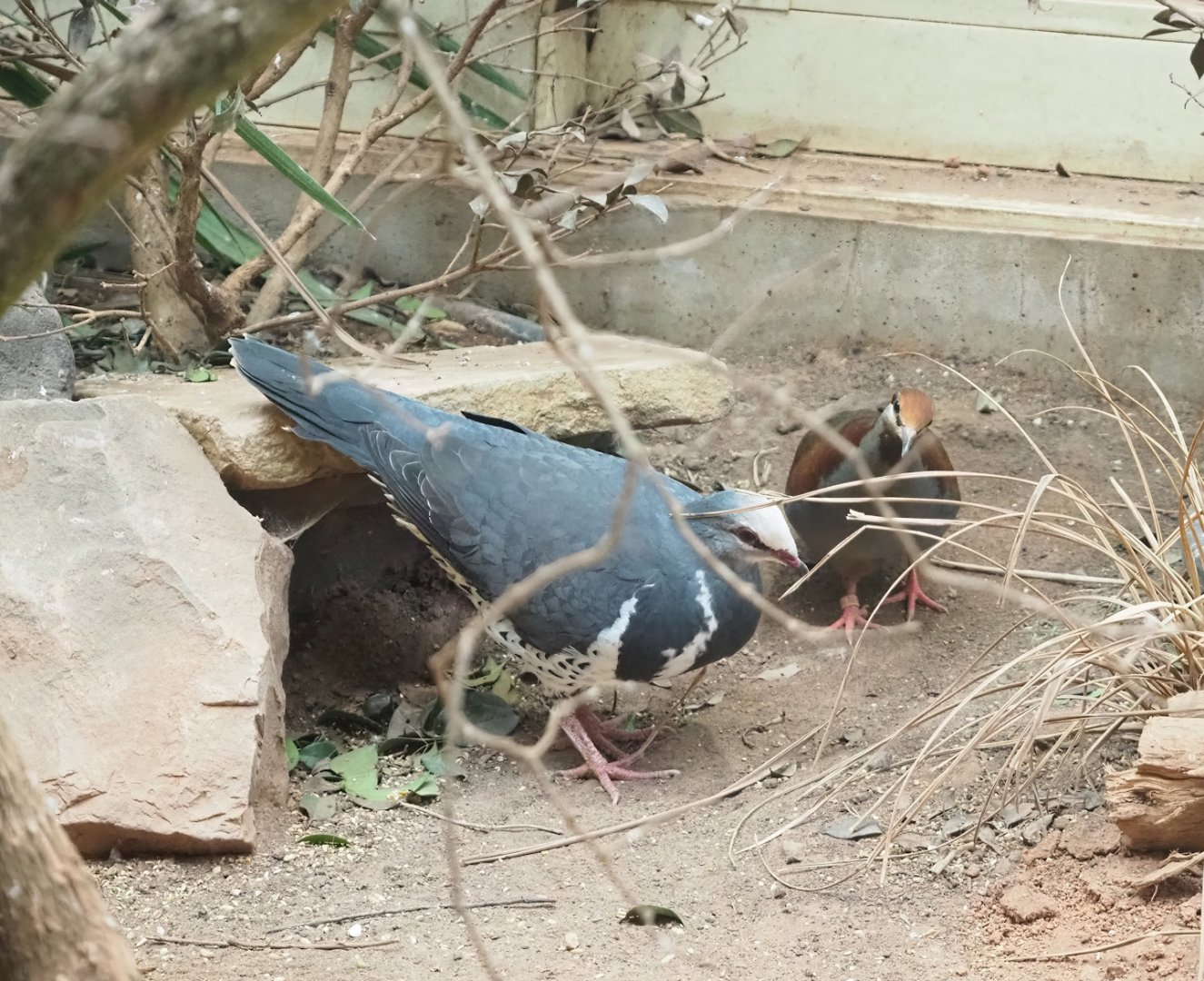 Wonga pigeon (Leucosarcia melanoleuca) and Brush bronzewing (Phaps elegans), 2023-07-22