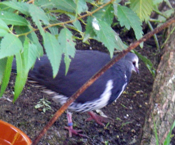 Wonga Pigeon (Leucosarcia melanoleuca)