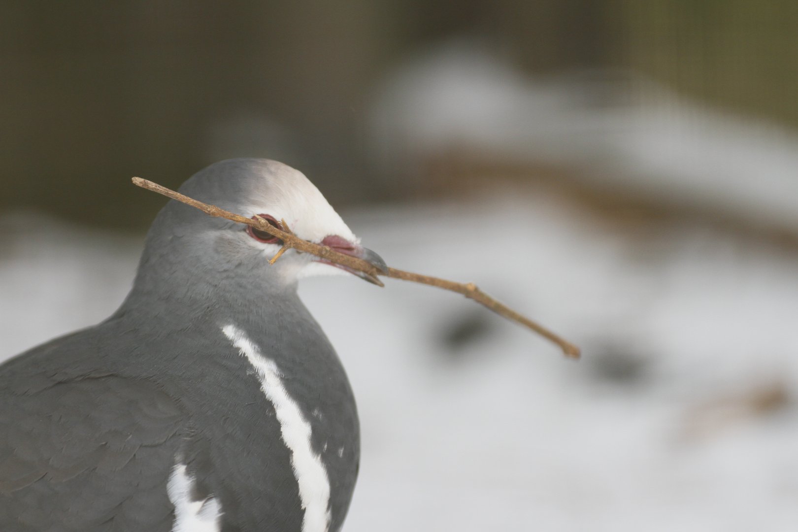 Wonga pigeon (Leucosarcia melanoleuca)