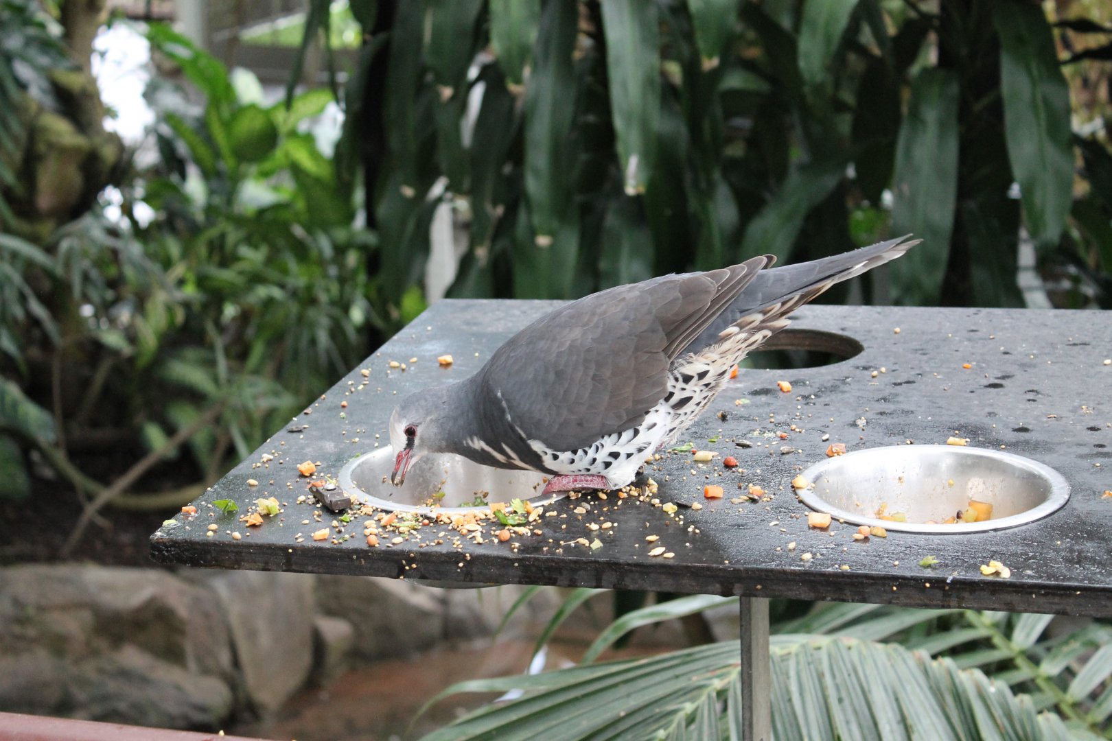 Wonga Pigeon (Leucosarcia melanoleuca)