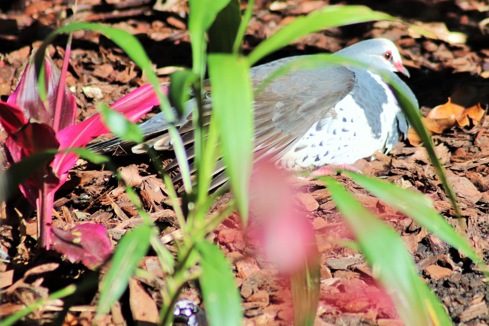 Wonga Pigeon (Leucosarcia melanoleuca)