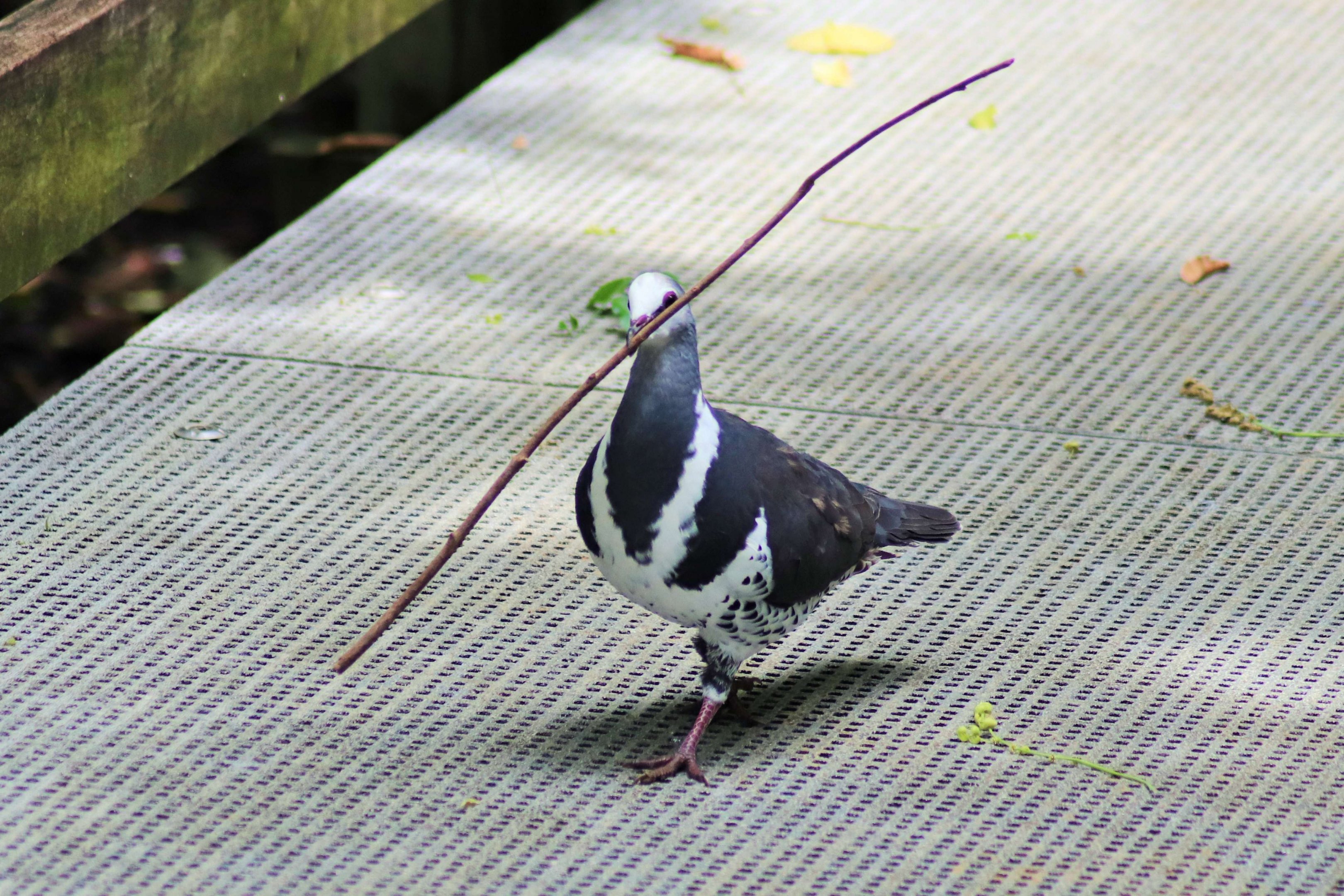 Wonga Pigeon (Leucosarcia melanoleuca)