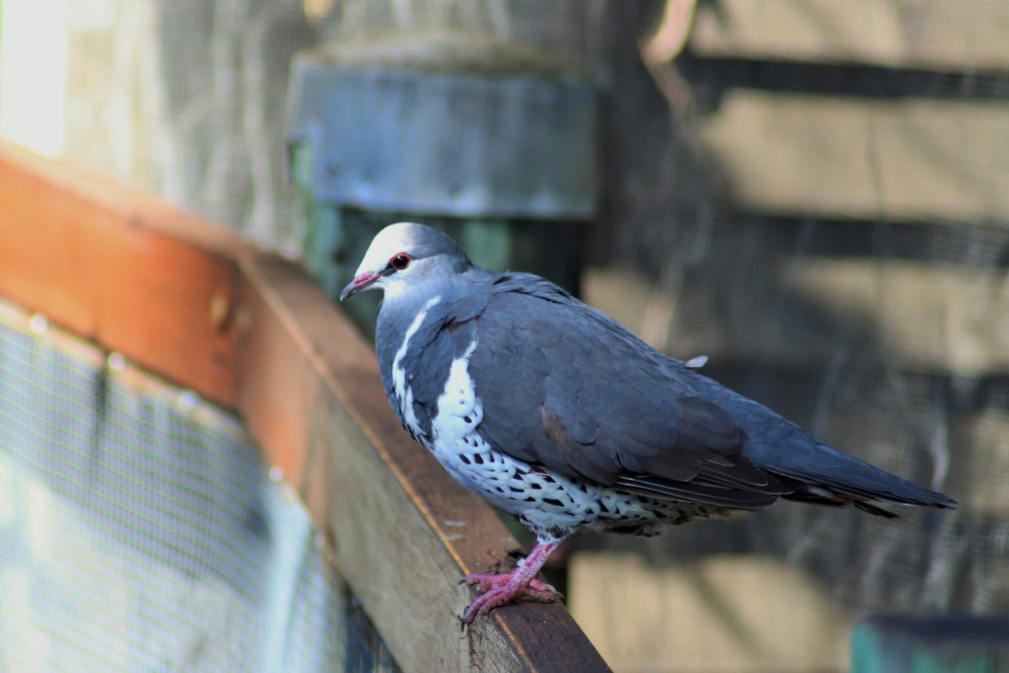 Wonga Pigeon (Leucosarcia melanoleuca)