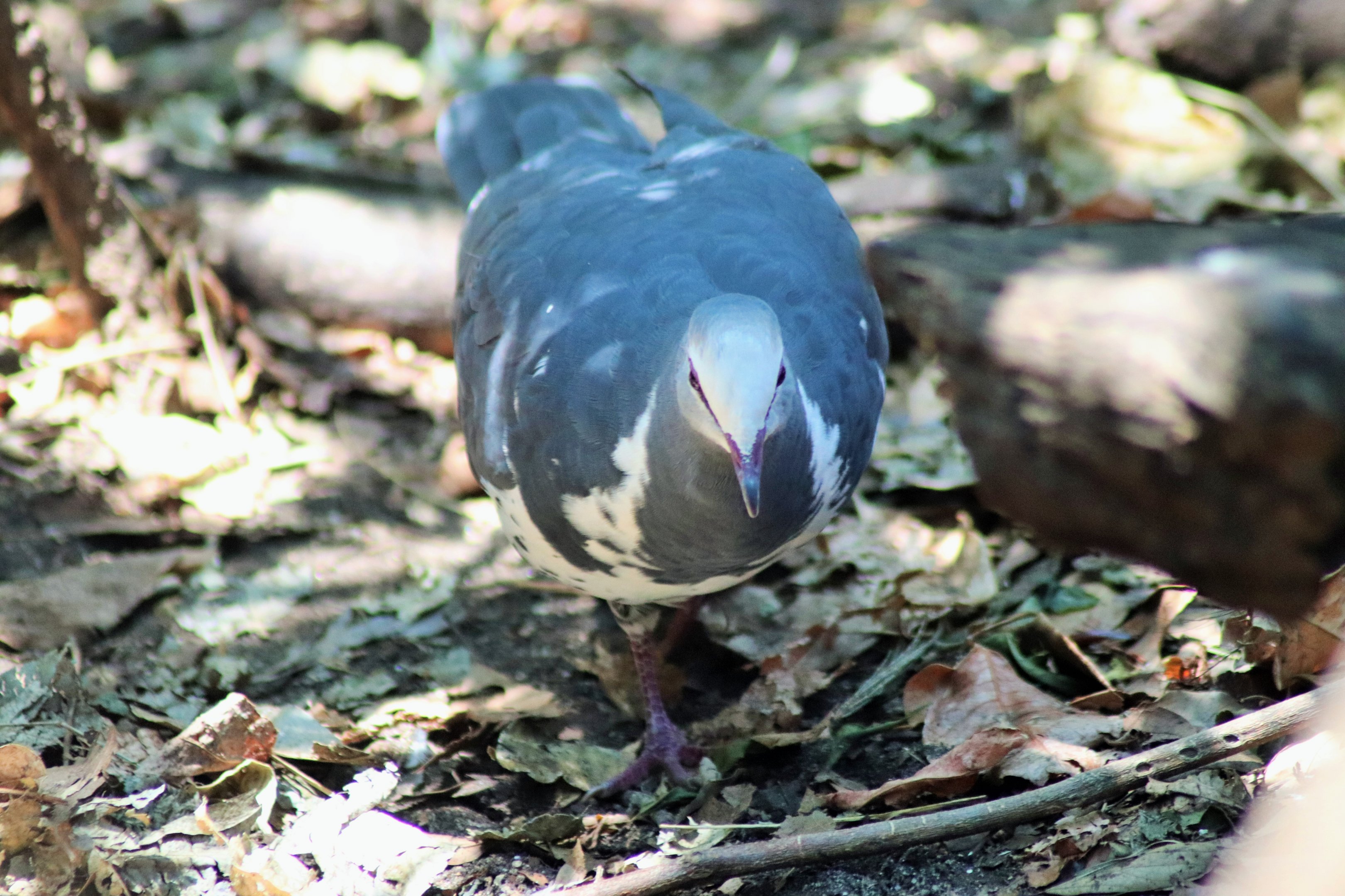 Wonga Pigeon (Leucosarcia melanoleuca)