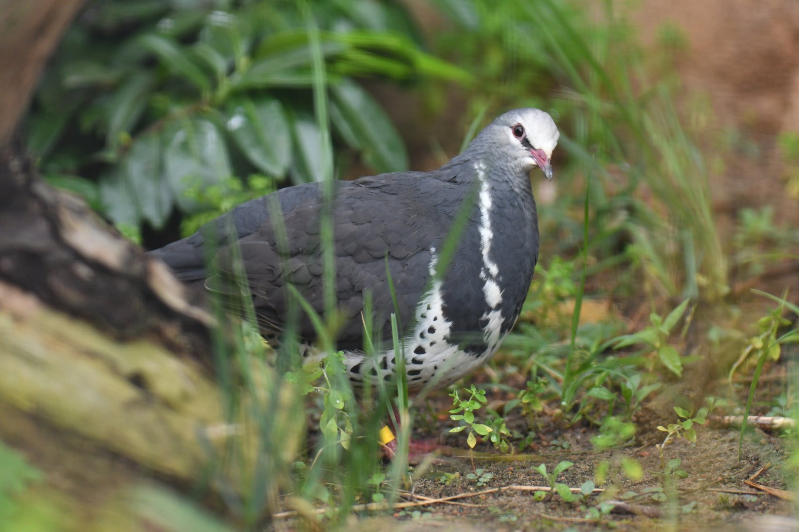 Wonga pigeon (Leucosarcia melanoleuca)