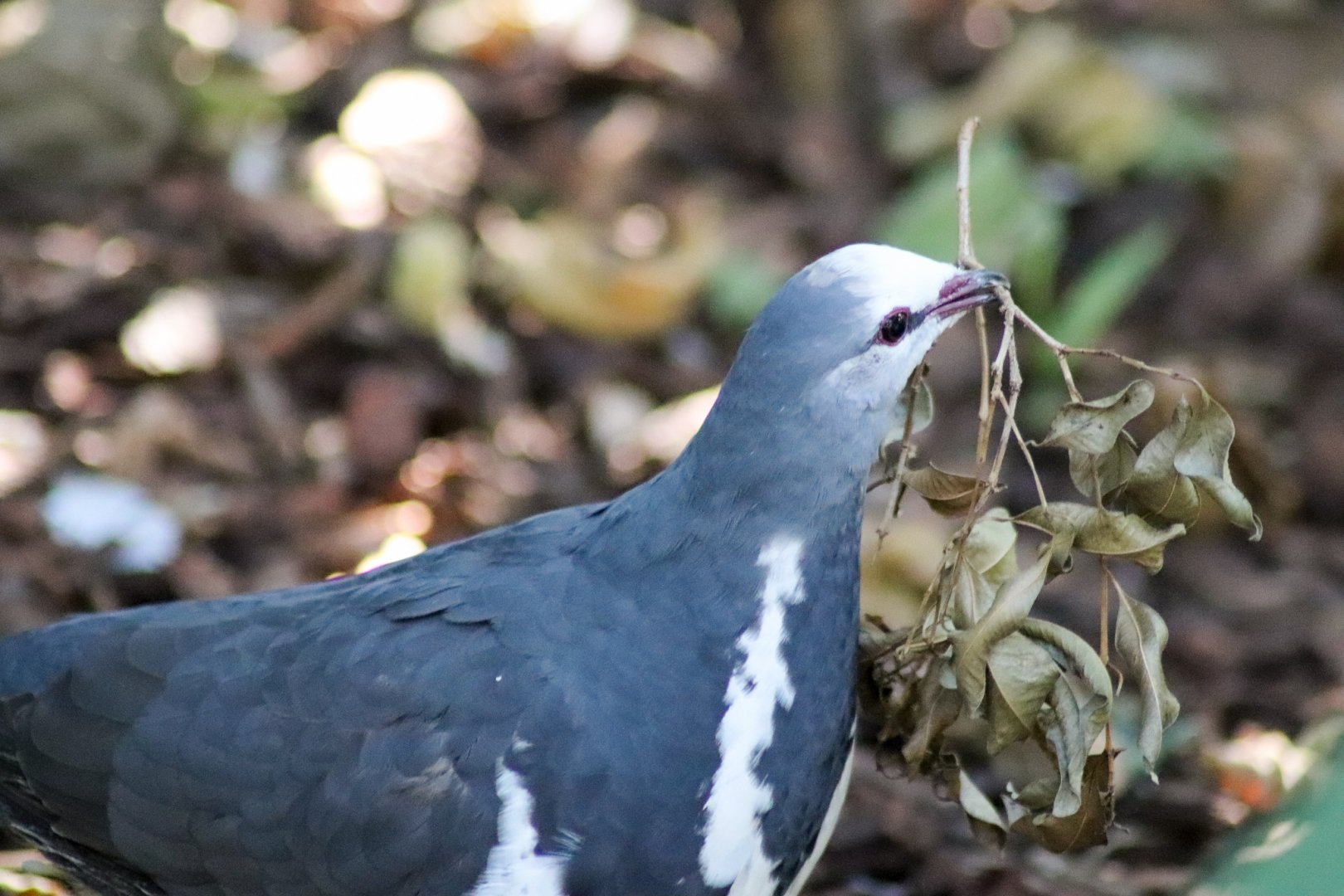 Wonga Pigeon (Leucosarcia melanoleuca)