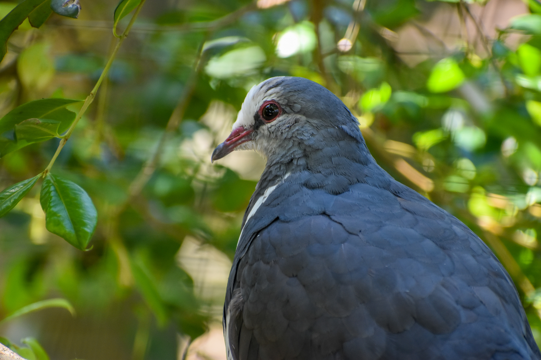 Wonga Pigeon (Leucosarcia melanoleuca)