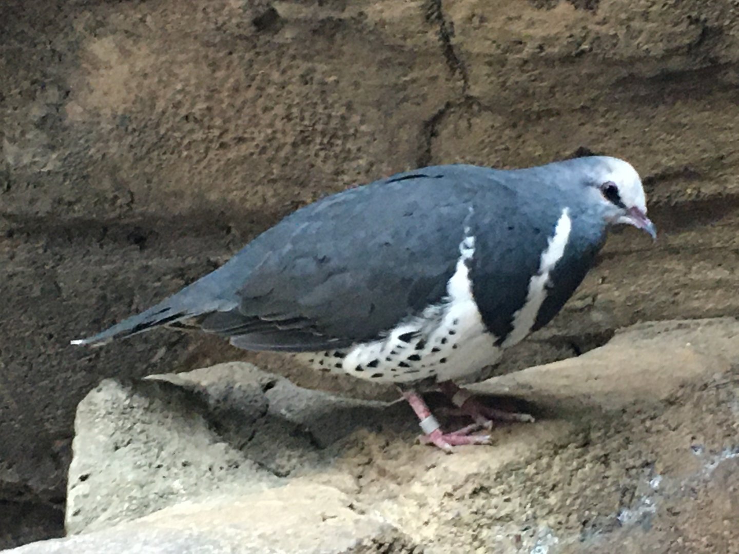 Wonga Pigeon (Leucosarcia melanoleuca)