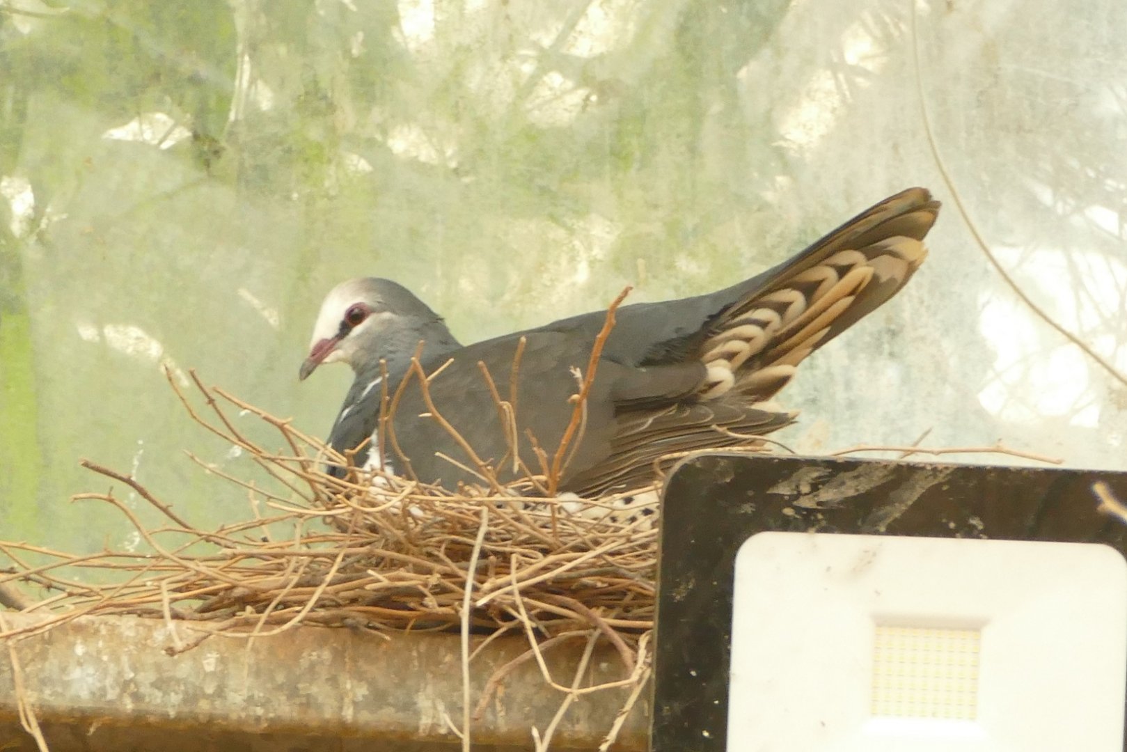 Wonga pigeon, October 2020