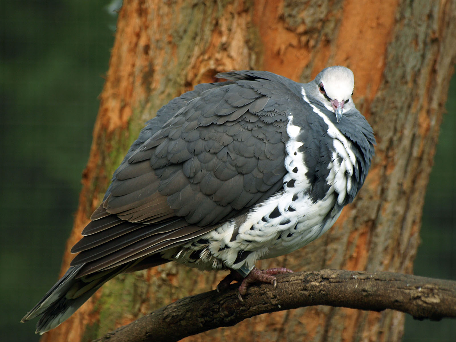 Wonga pigeon