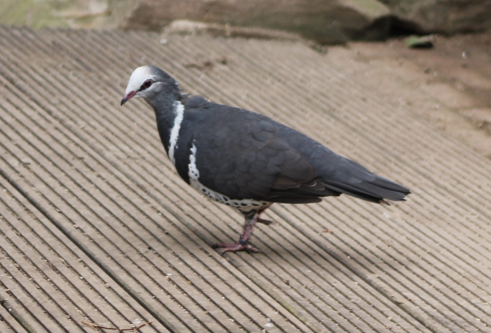 Wonga pigeon