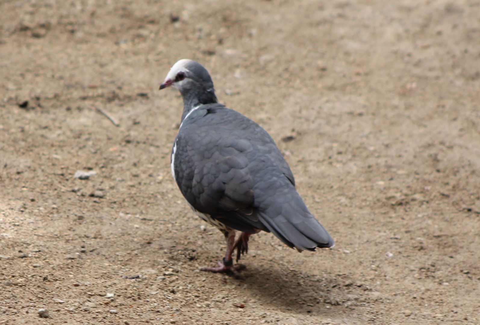 Wonga pigeon