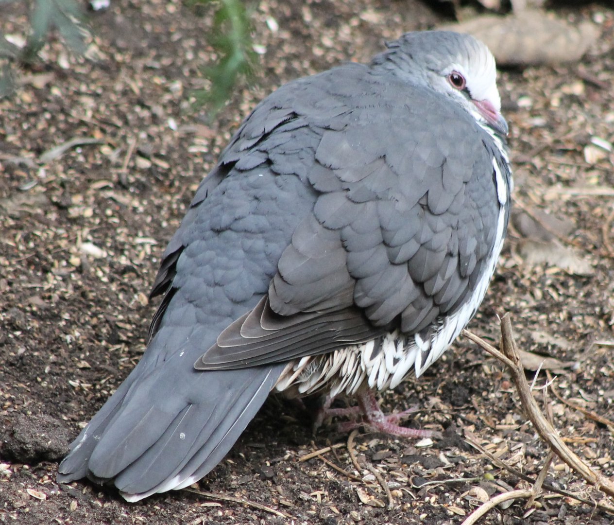 Wonga pigeon