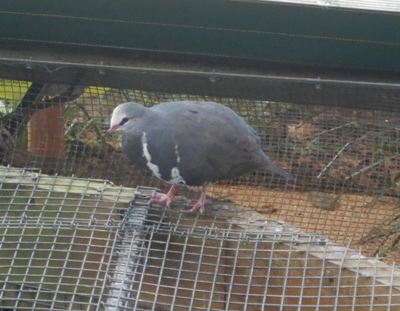 Wonga Pigeon