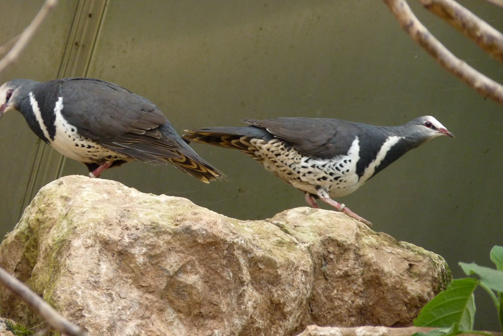 Wonga Pigeons, June 2017