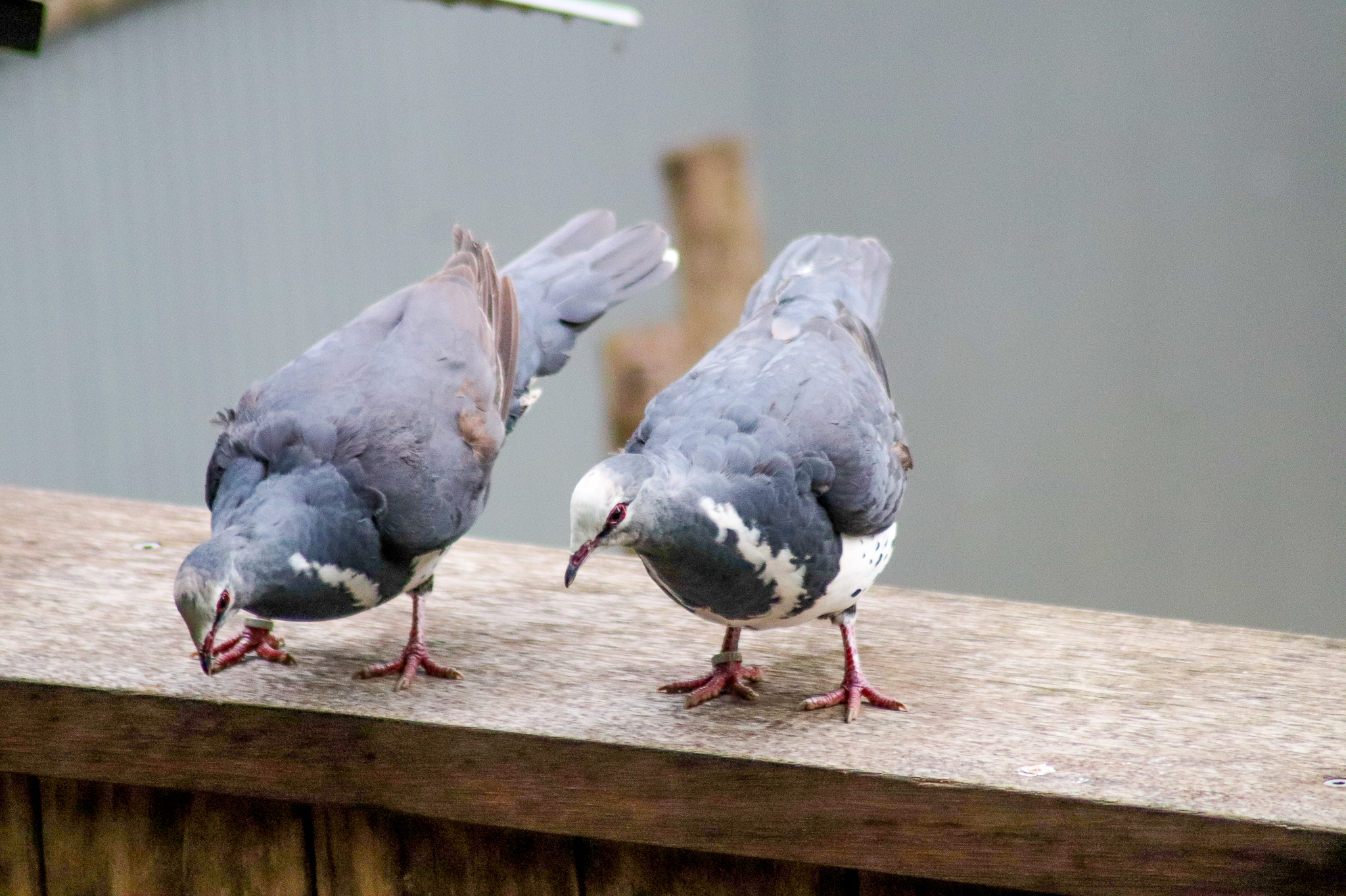Wonga Pigeons
