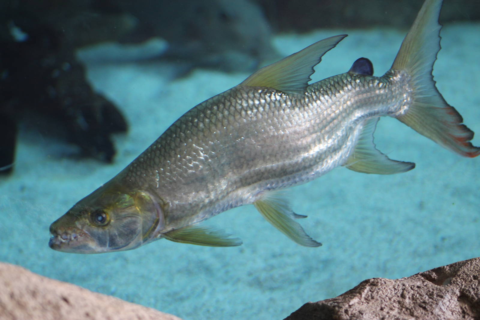 wonky tigerfish (Hydrocynus wonkius)